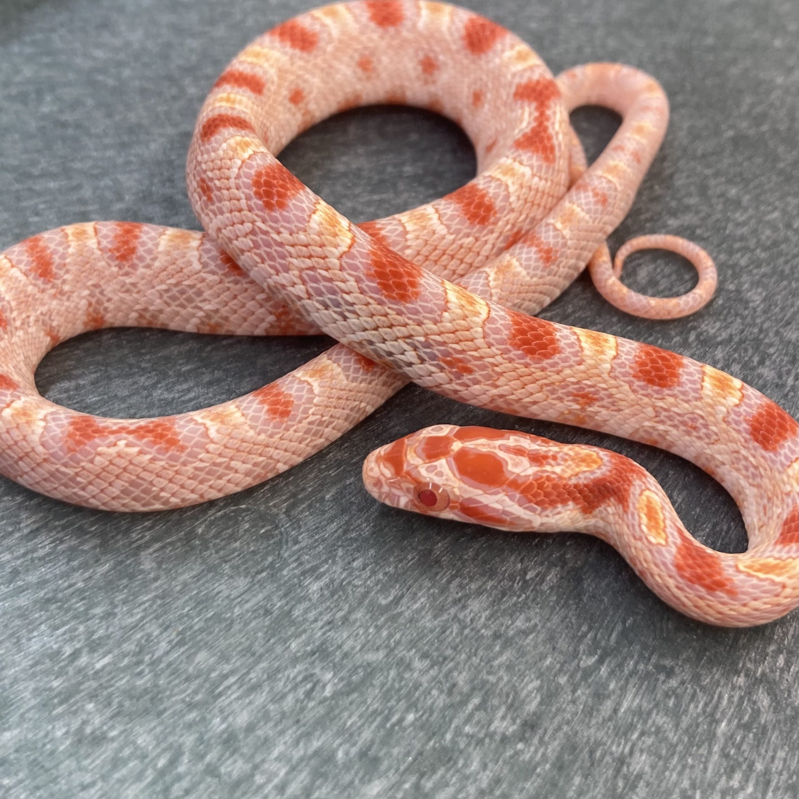 CB23 Extreme Reverse Okeetee Corn Snake