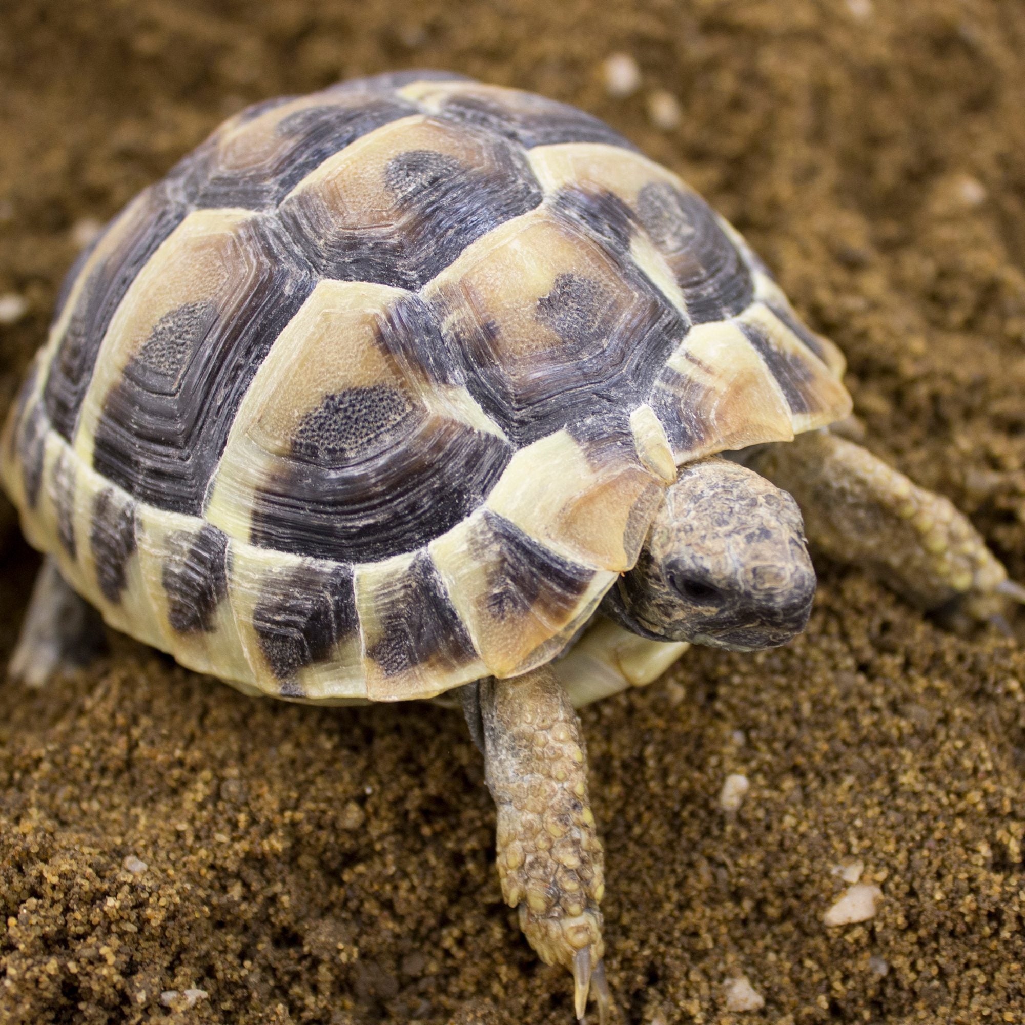 CB23 Hermanns Tortoise (microchipped)