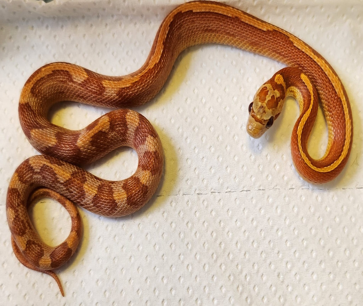 CB23 Hypo Motley Tessera Corn Snake