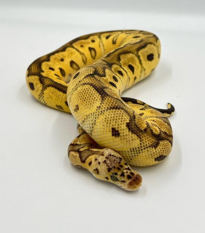 CB23 Pastel Clown Royal Python Male