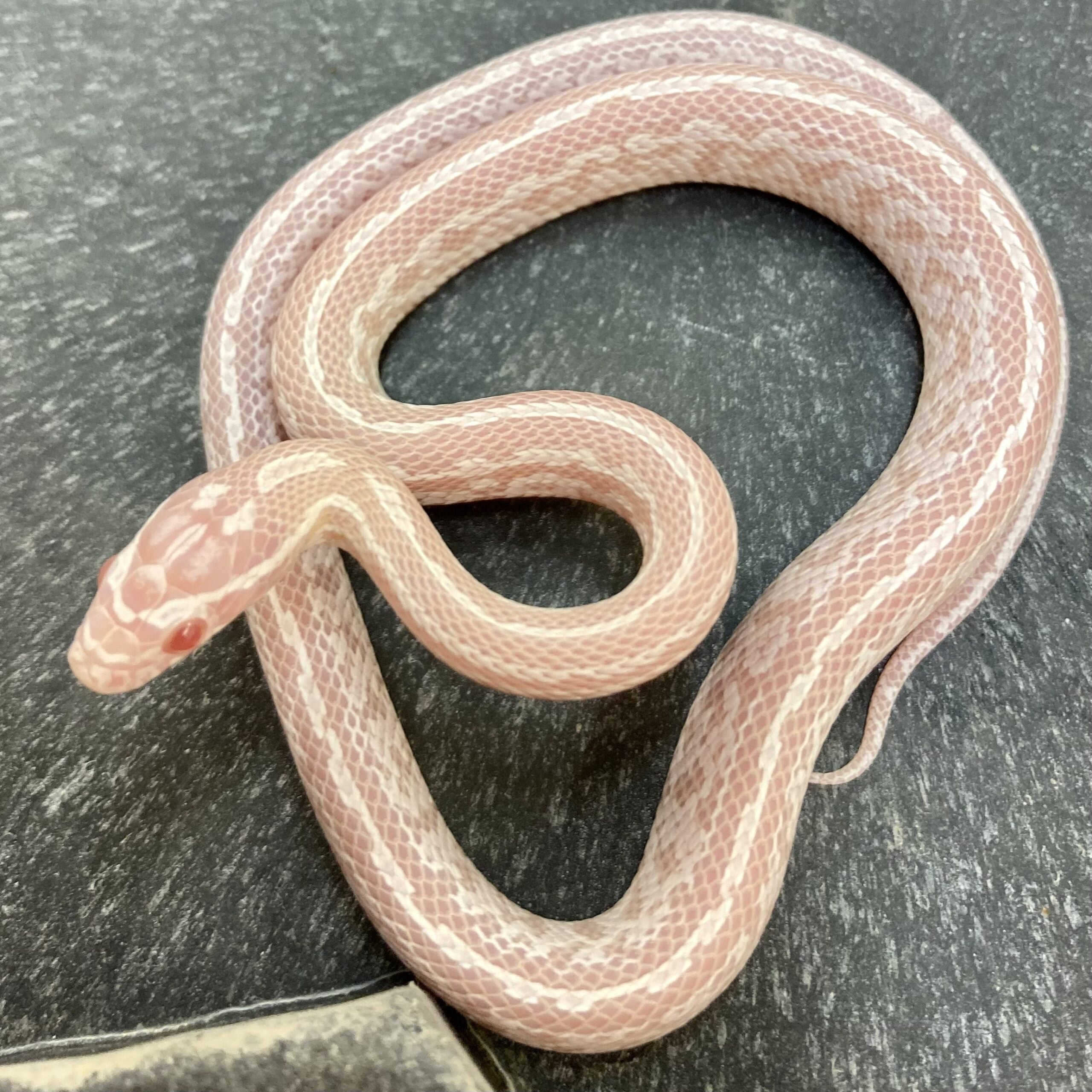 CB23 Snow Tessera Masque Corn Snake