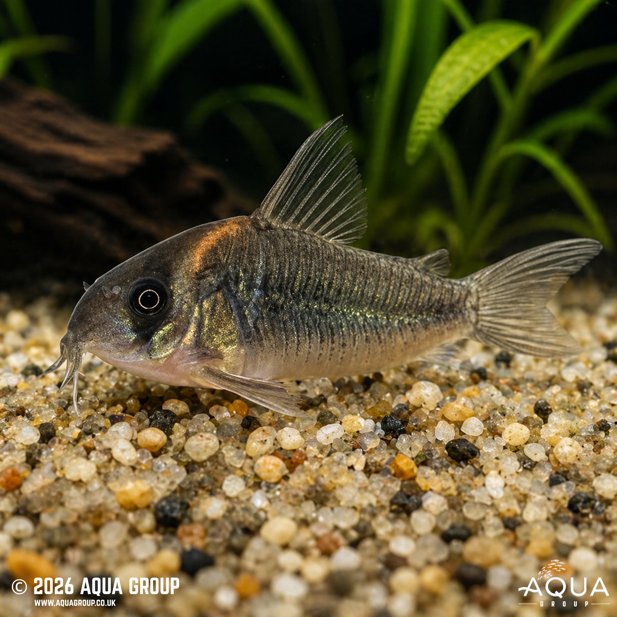 CW102 Cory - Hoplisoma sp.