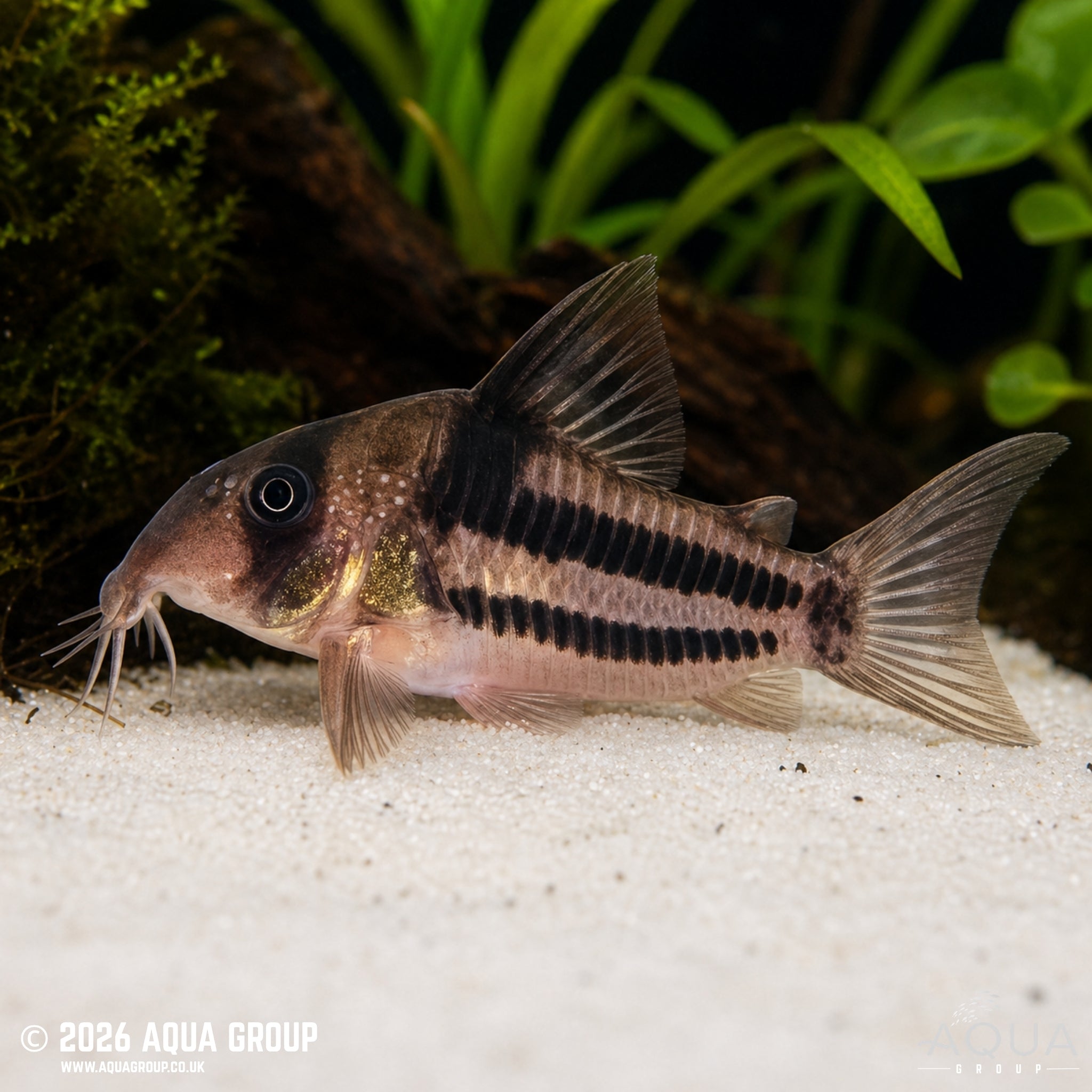 CW160 Super Ancestor Cory - Hoplisoma tenebrosum