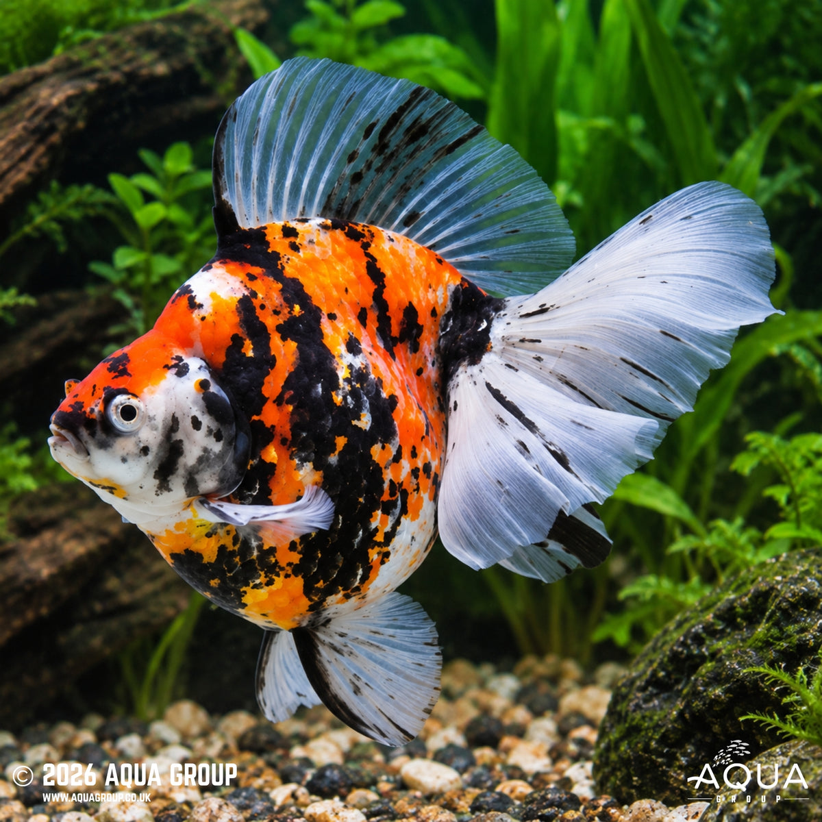 Calico Broad Tail Ryukin - Carassius auratus