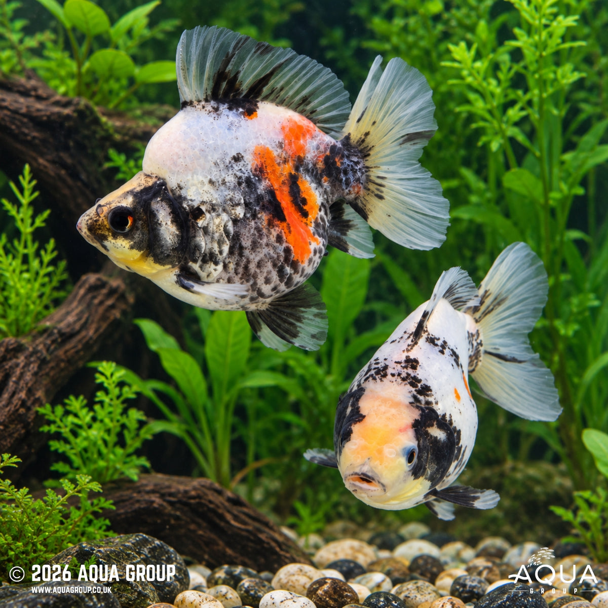 Calico Short Tail Ryukin - Carassius auratus