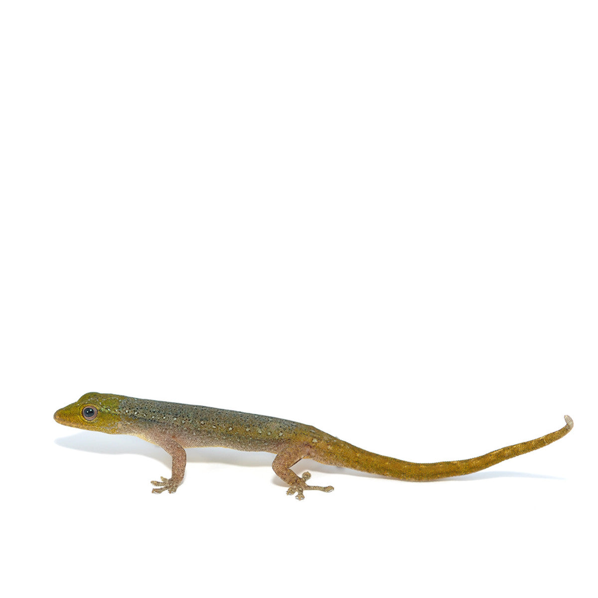 Cameroon Dwarf Gecko