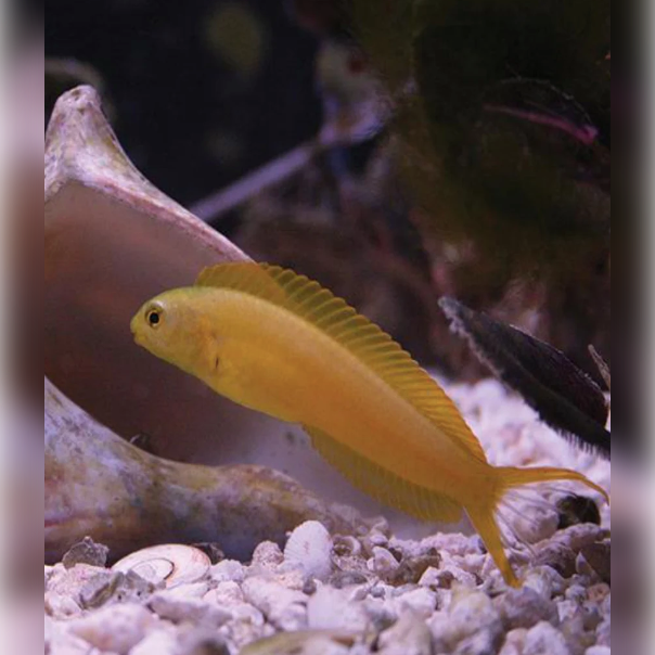 Canary Blenny - Aqua Group