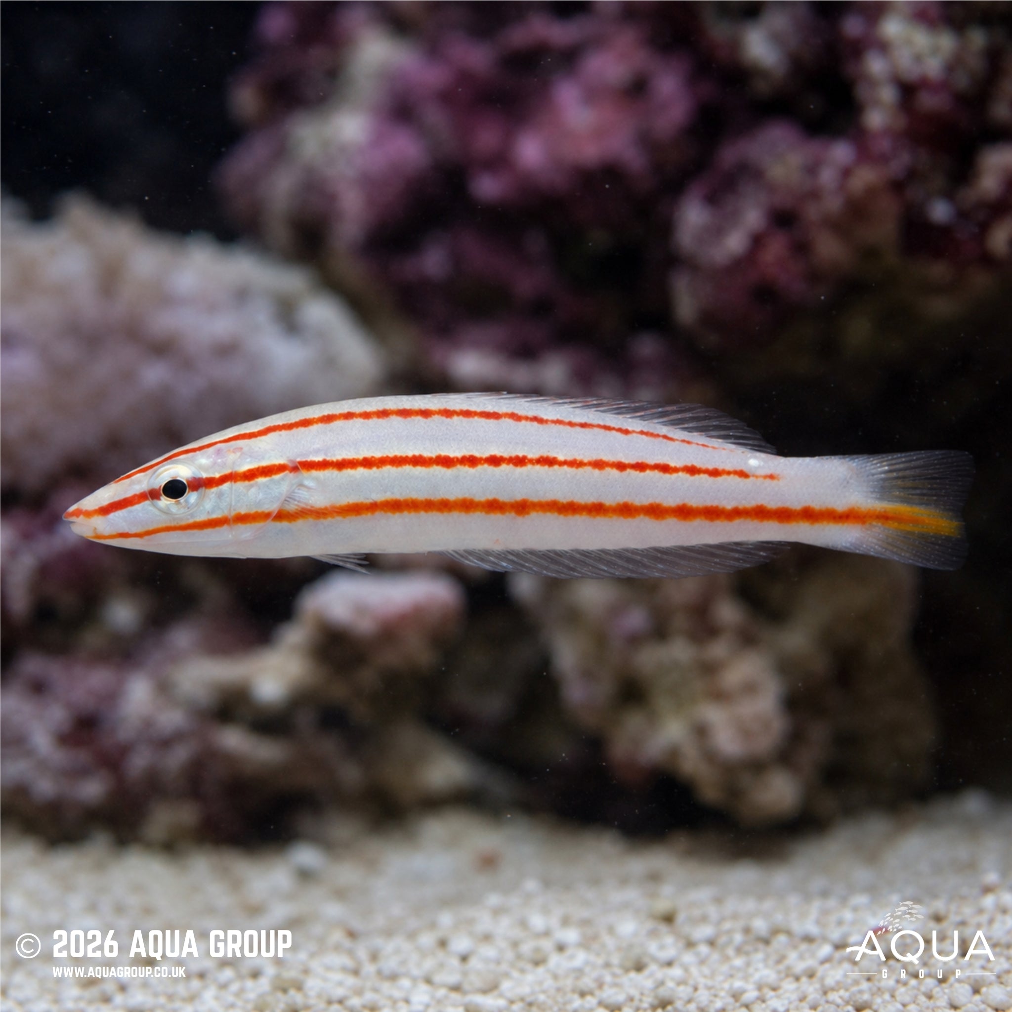 Candy Cane Wrasse - Hologymnosus doliatus