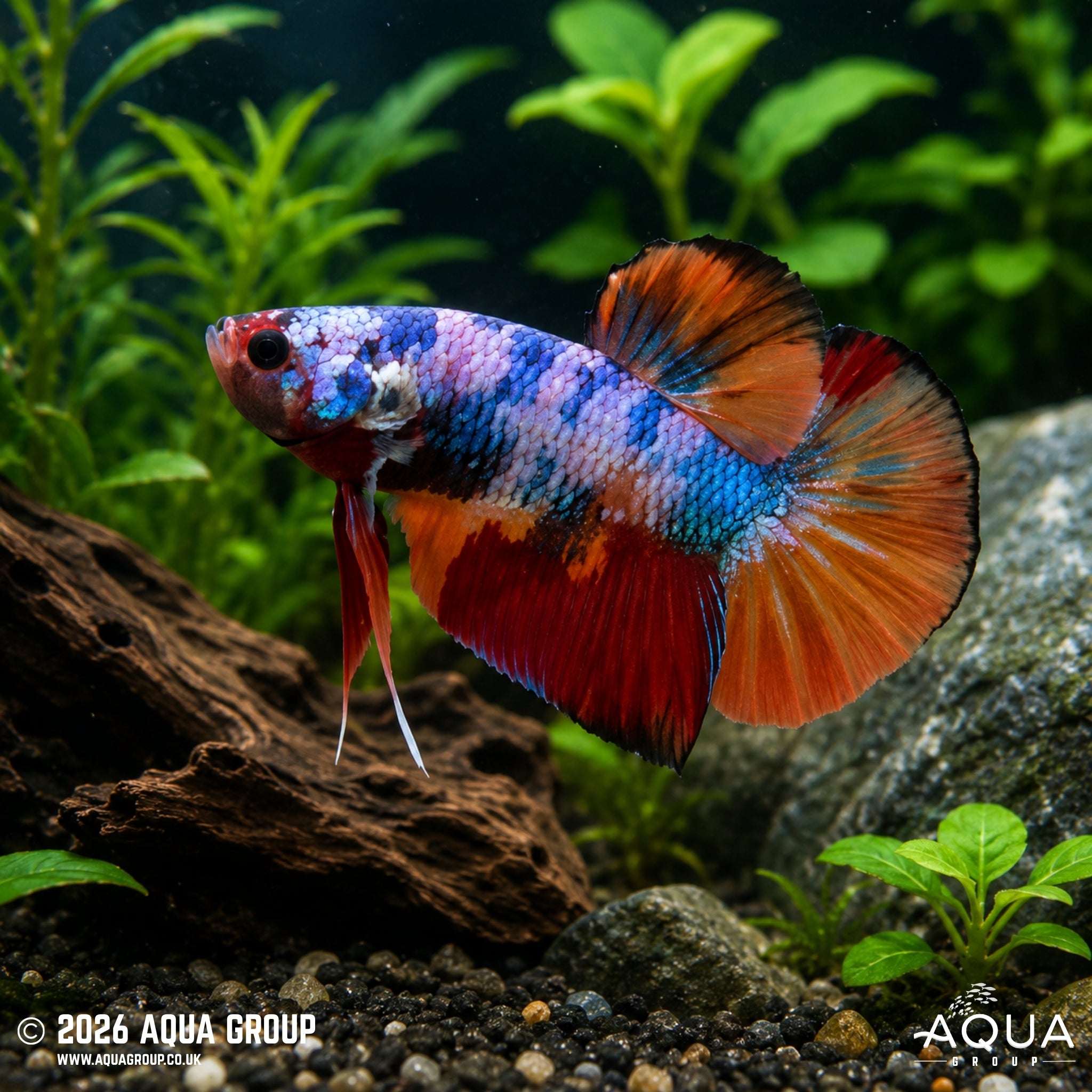 Candy Plakat – Betta splendens #11