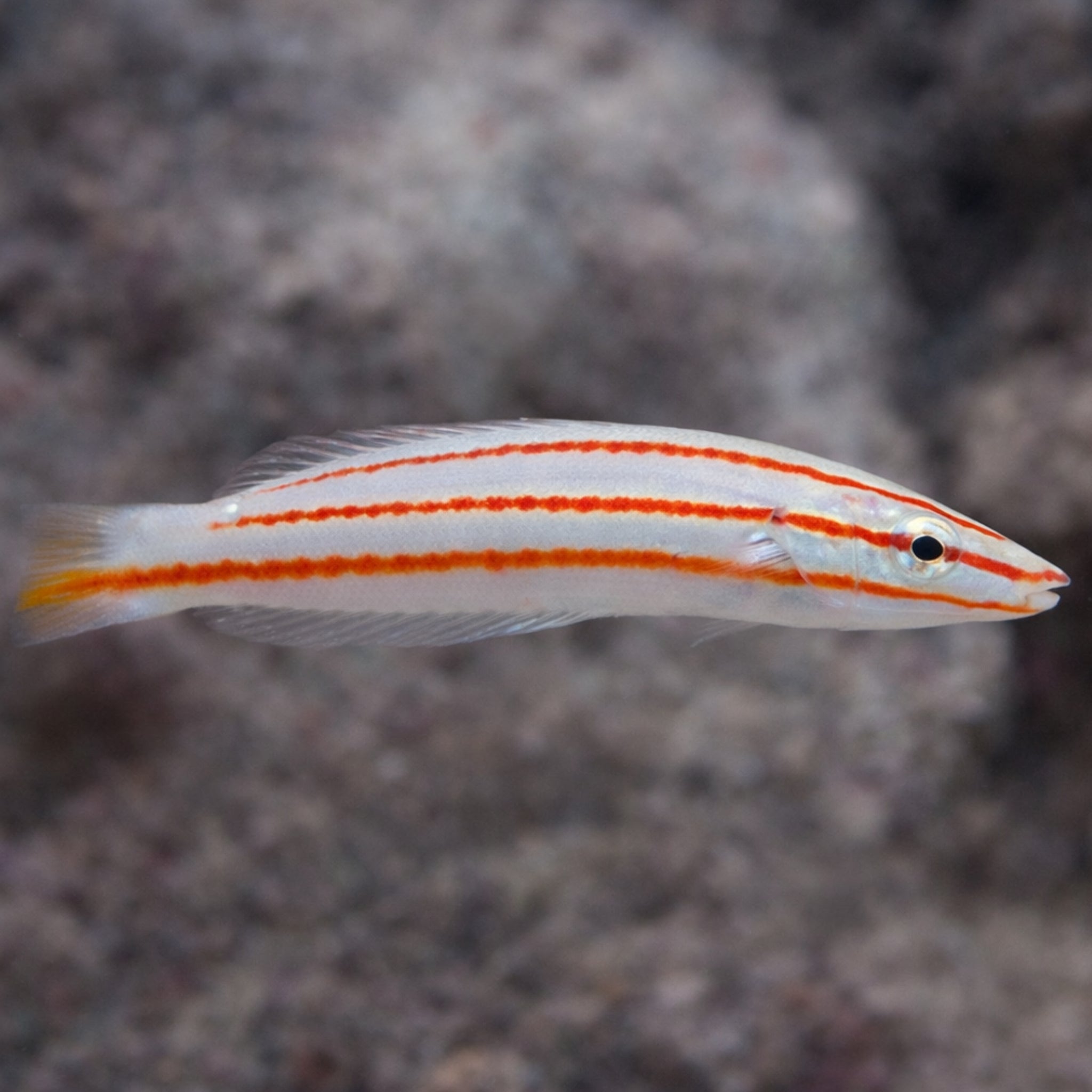 Candy Cane Wrasse - Hologymnosus doliatus