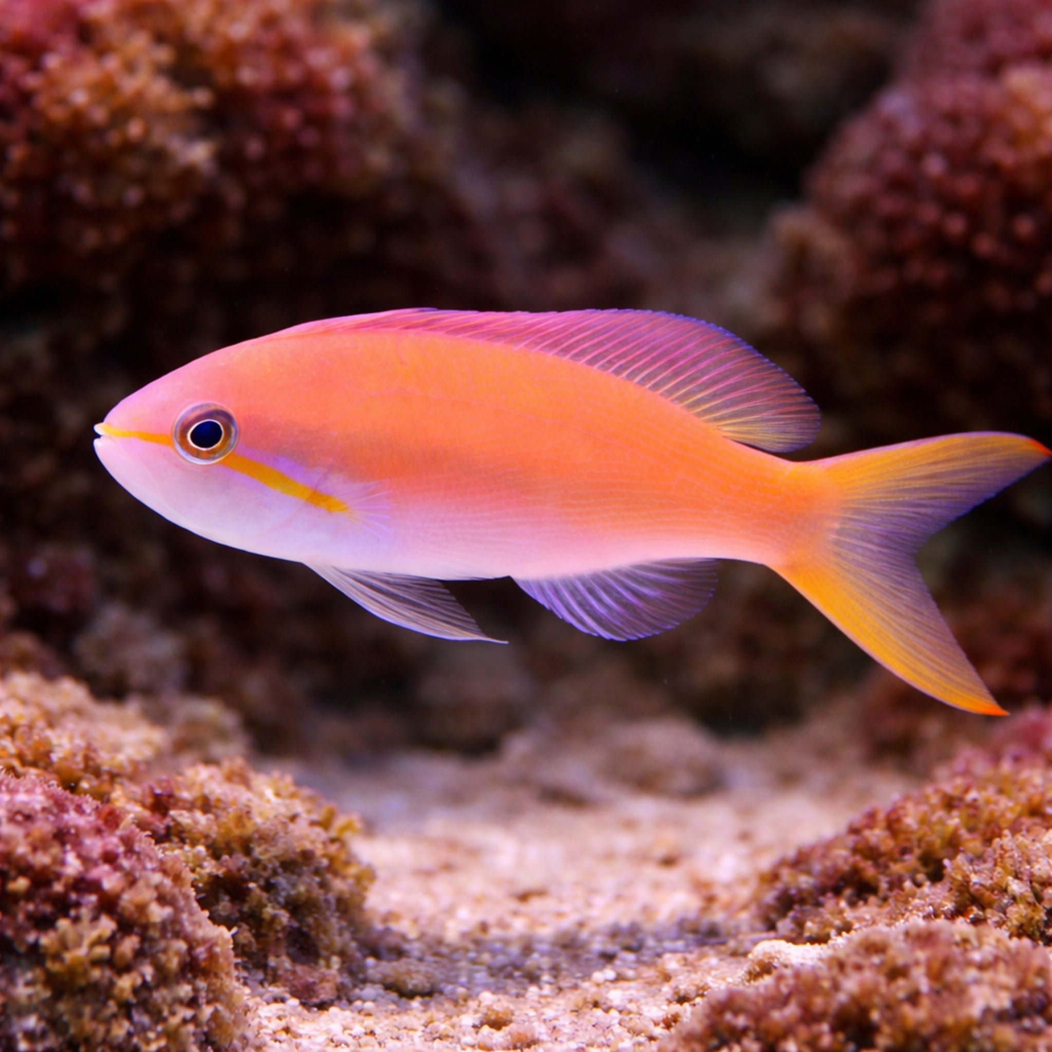 Carberryi Anthias - Nemanthias carberryi