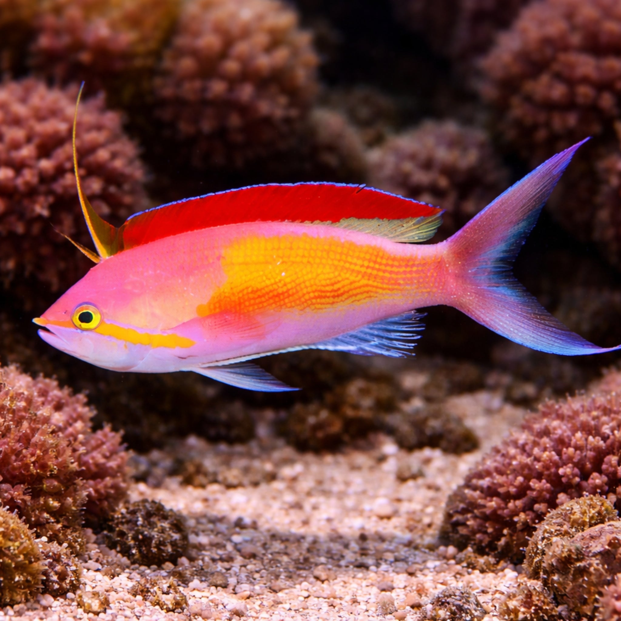 Carberryi Anthias - Nemanthias carberryi