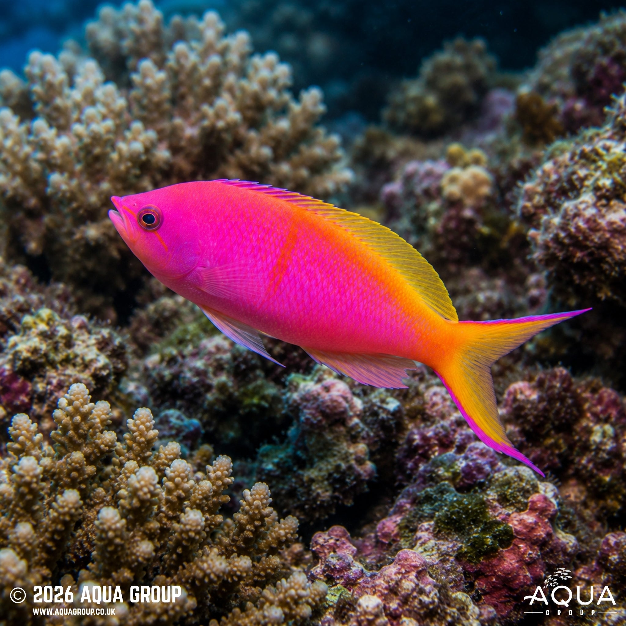Carberryi Anthias - Nemanthias carberryi
