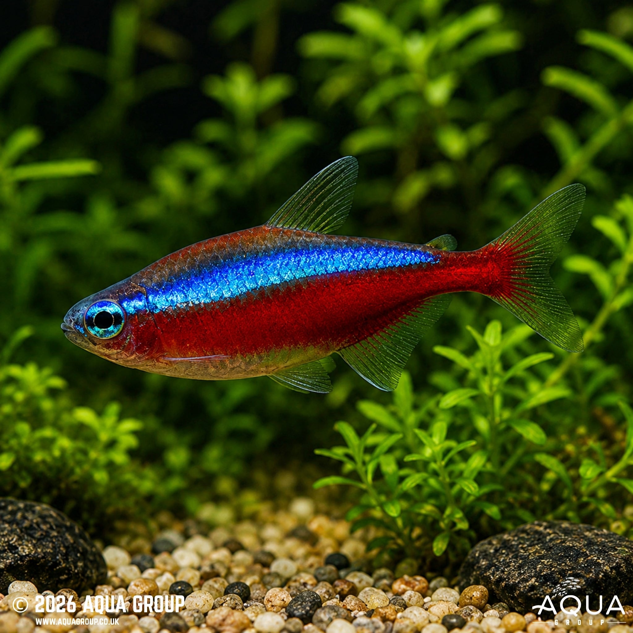 Cardinal Tetra - Paracheirodon axelrodi - Aqua Group