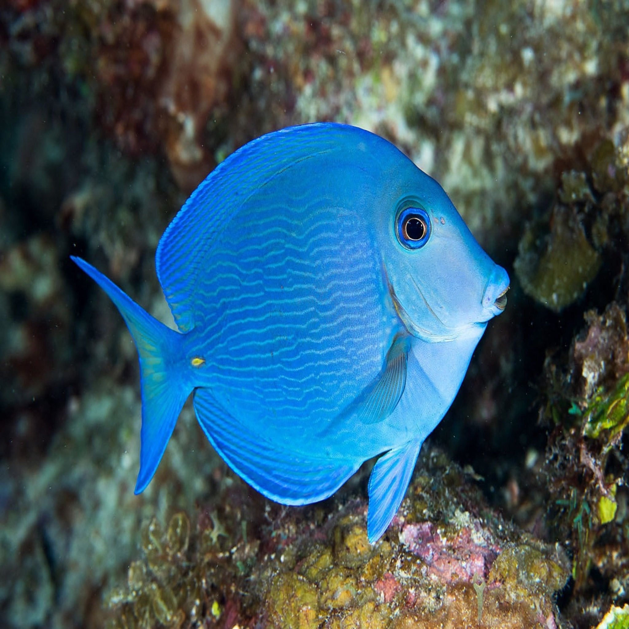 Caribbean Blue Tang