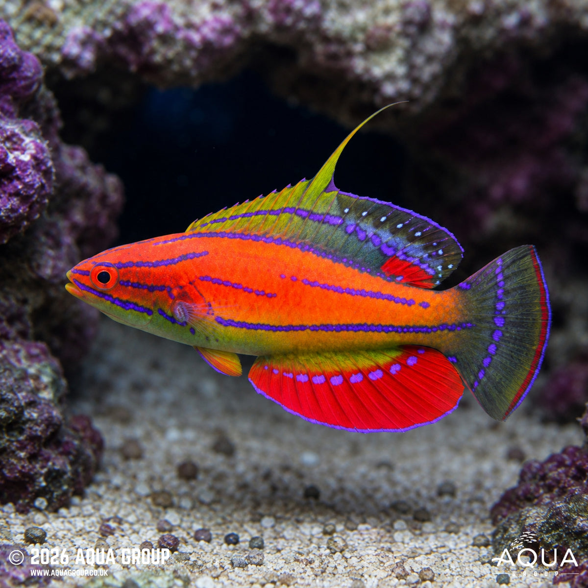 Carpenter's Flasher Wrasse - Paracheilinus carpenteri