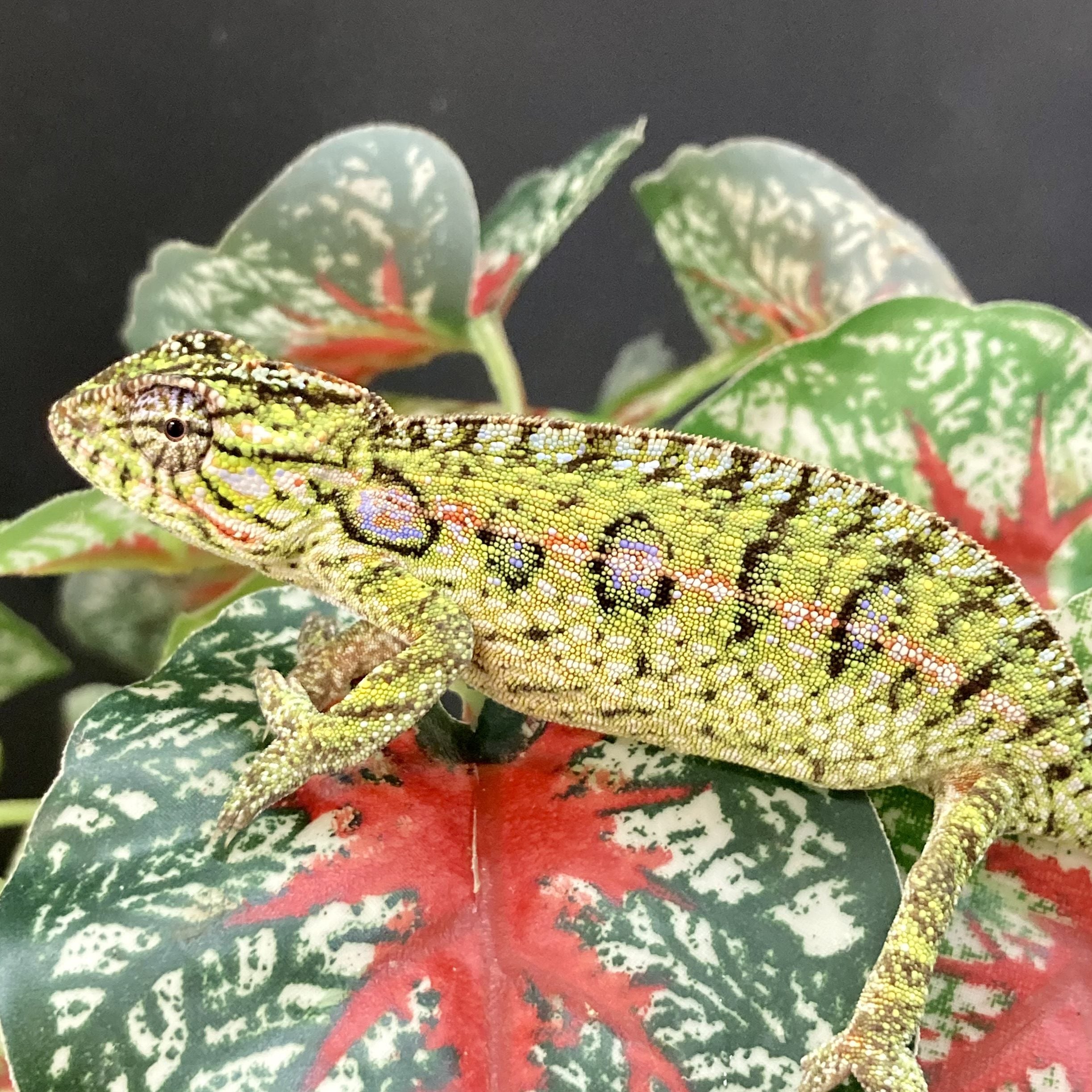 Carpet Chameleon (Furcifer lateralis)