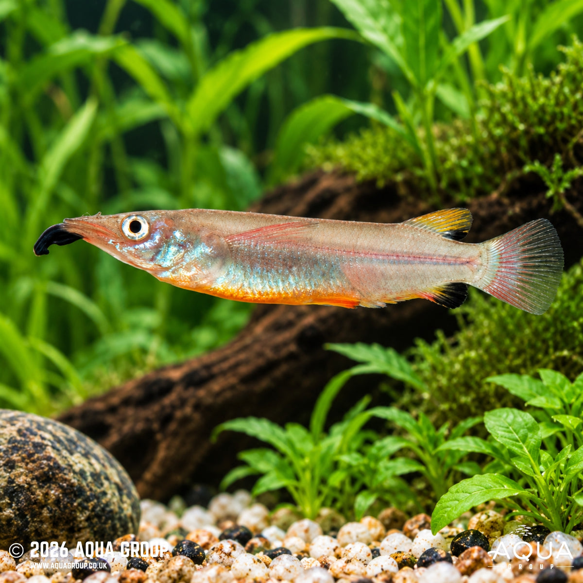 Celebes Halfbeak - Nomorhamphus liemi