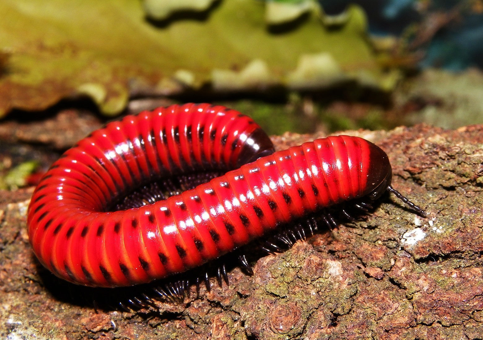 Centrolobus Fulgidus (Black Fire Millipedes)