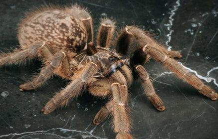 Ceratogyrus Marshalli 2cm