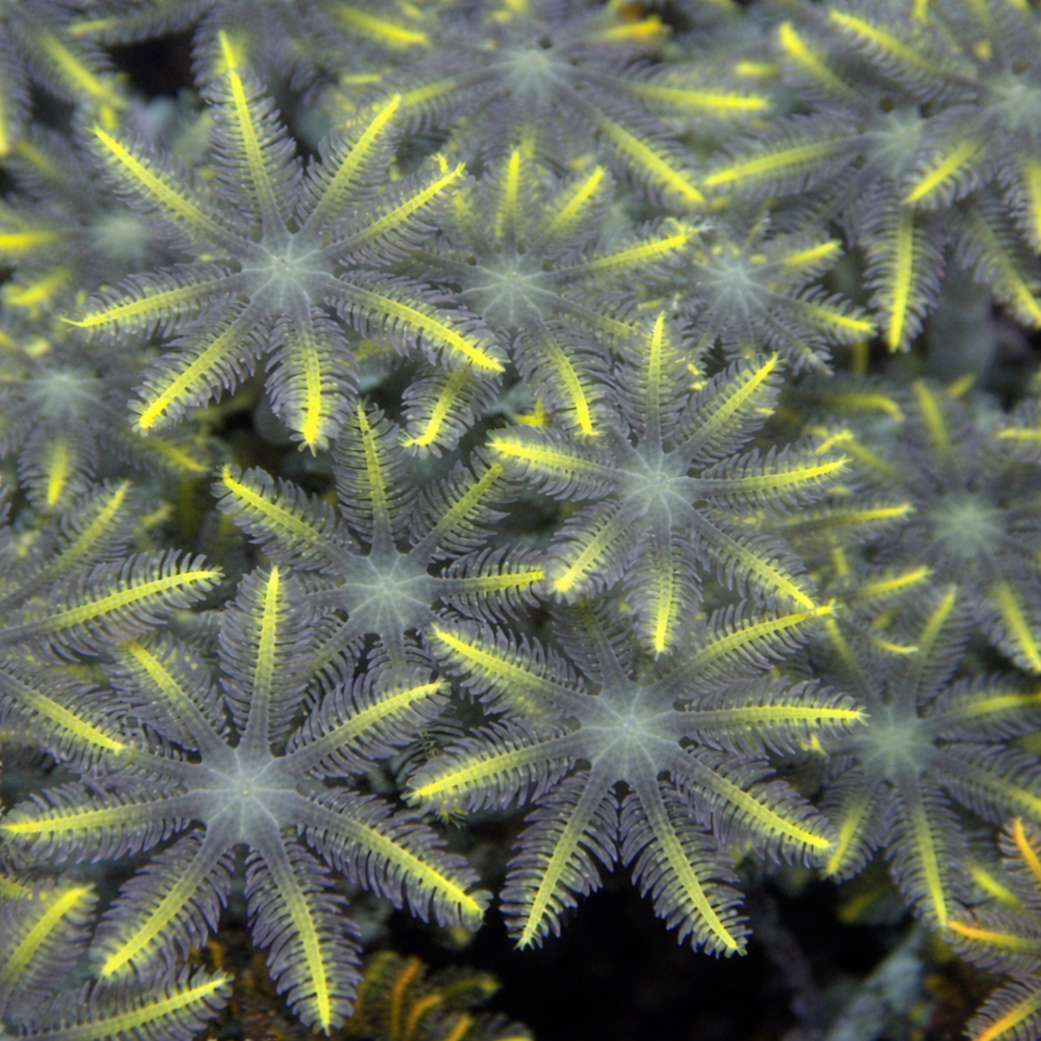 Yellow Stripe Clove Polyp Coral