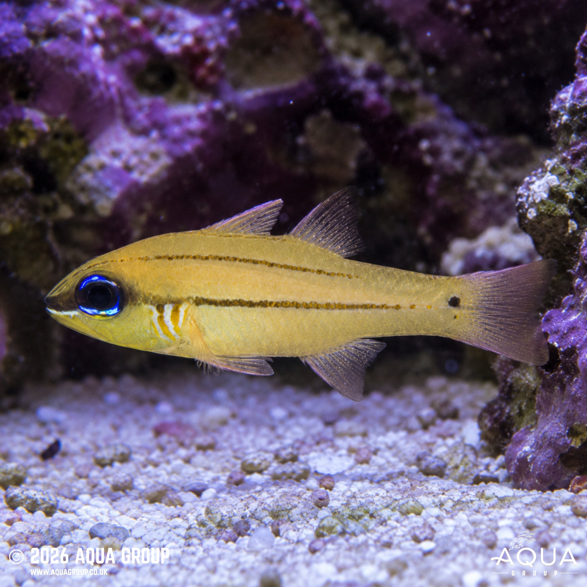 Cheek Bar Cardinalfish- Ostorhinchus sealei