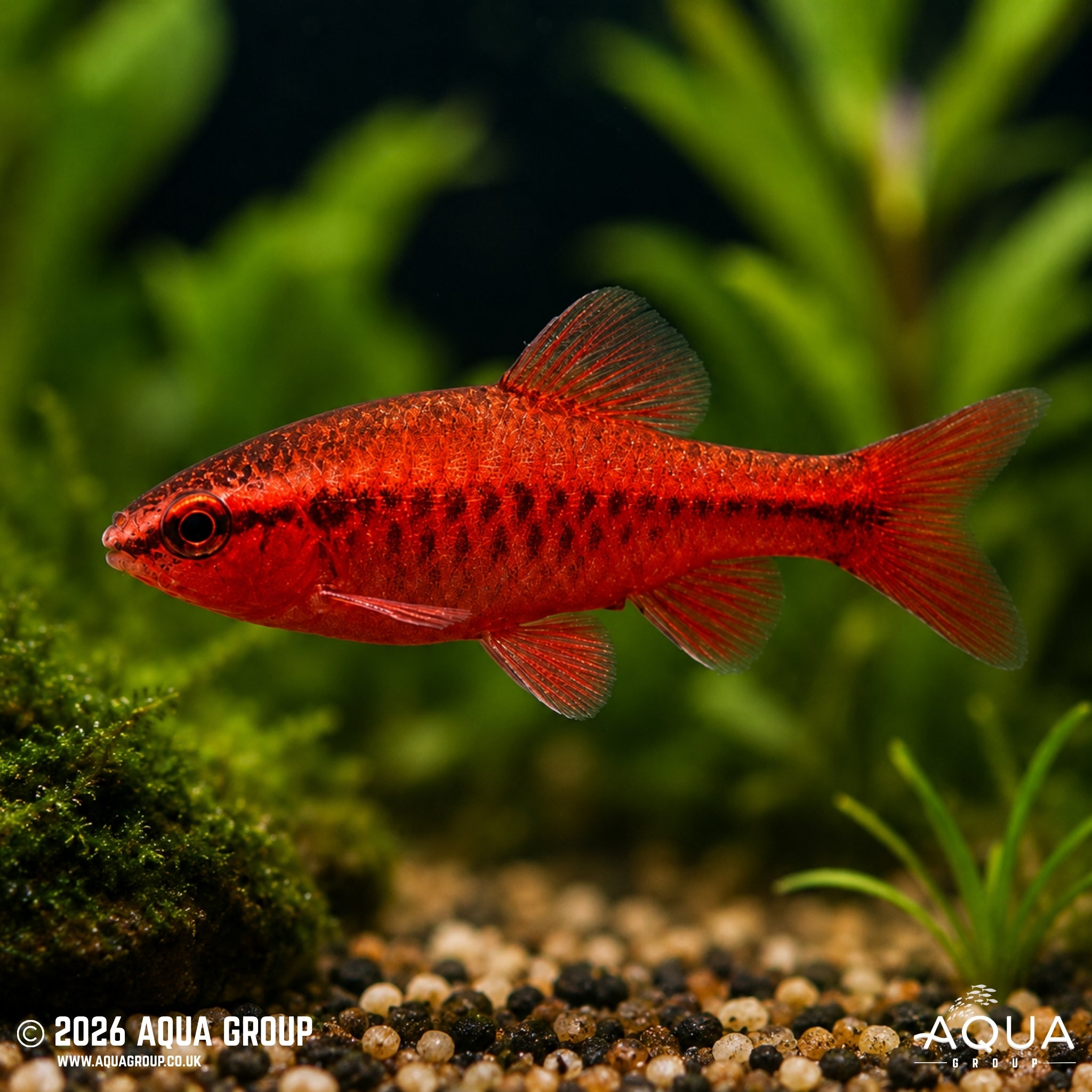 Cherry Barb - Puntius Titteya - Aqua Group