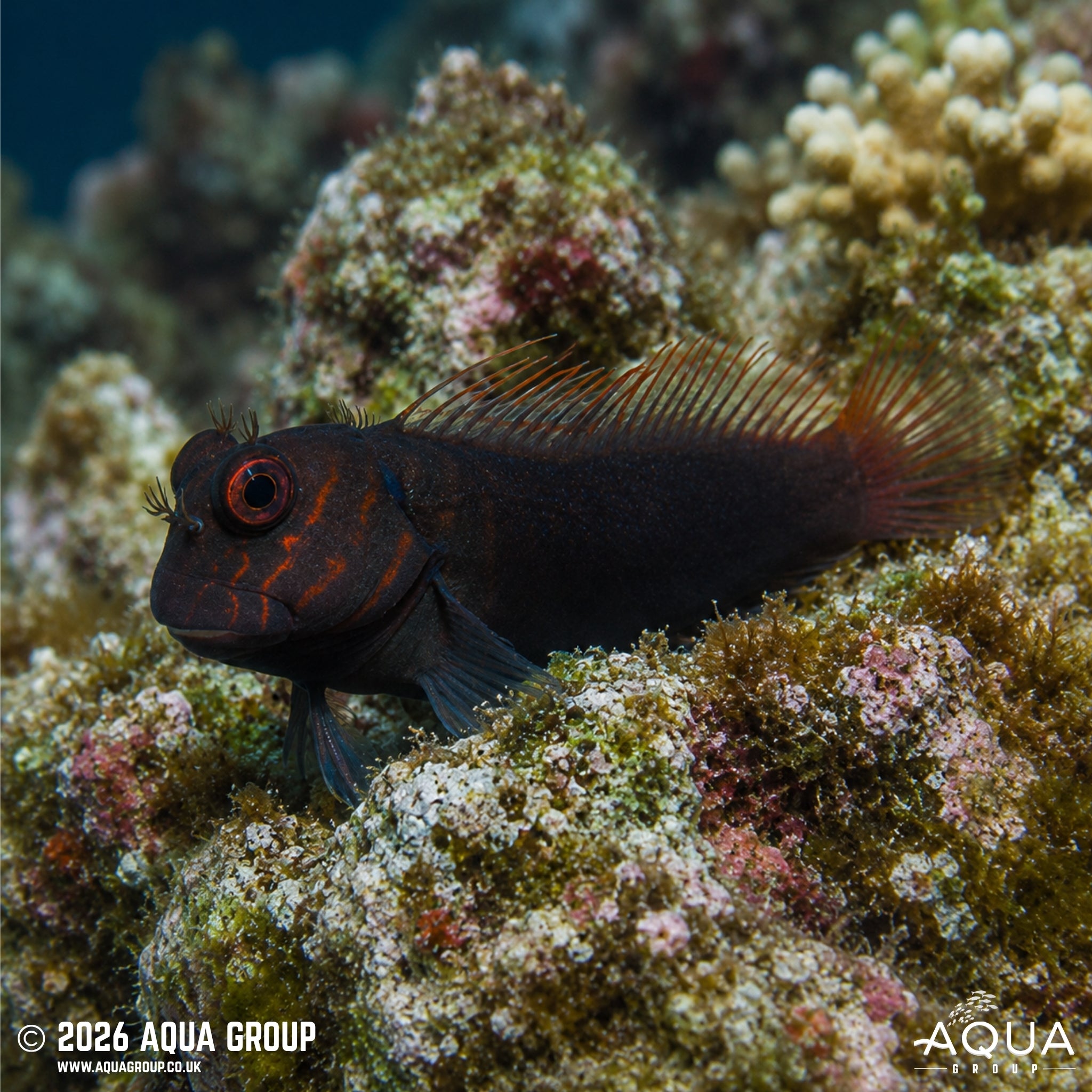 Chestnut Eyelash Blenny - Cirripectes castaneus