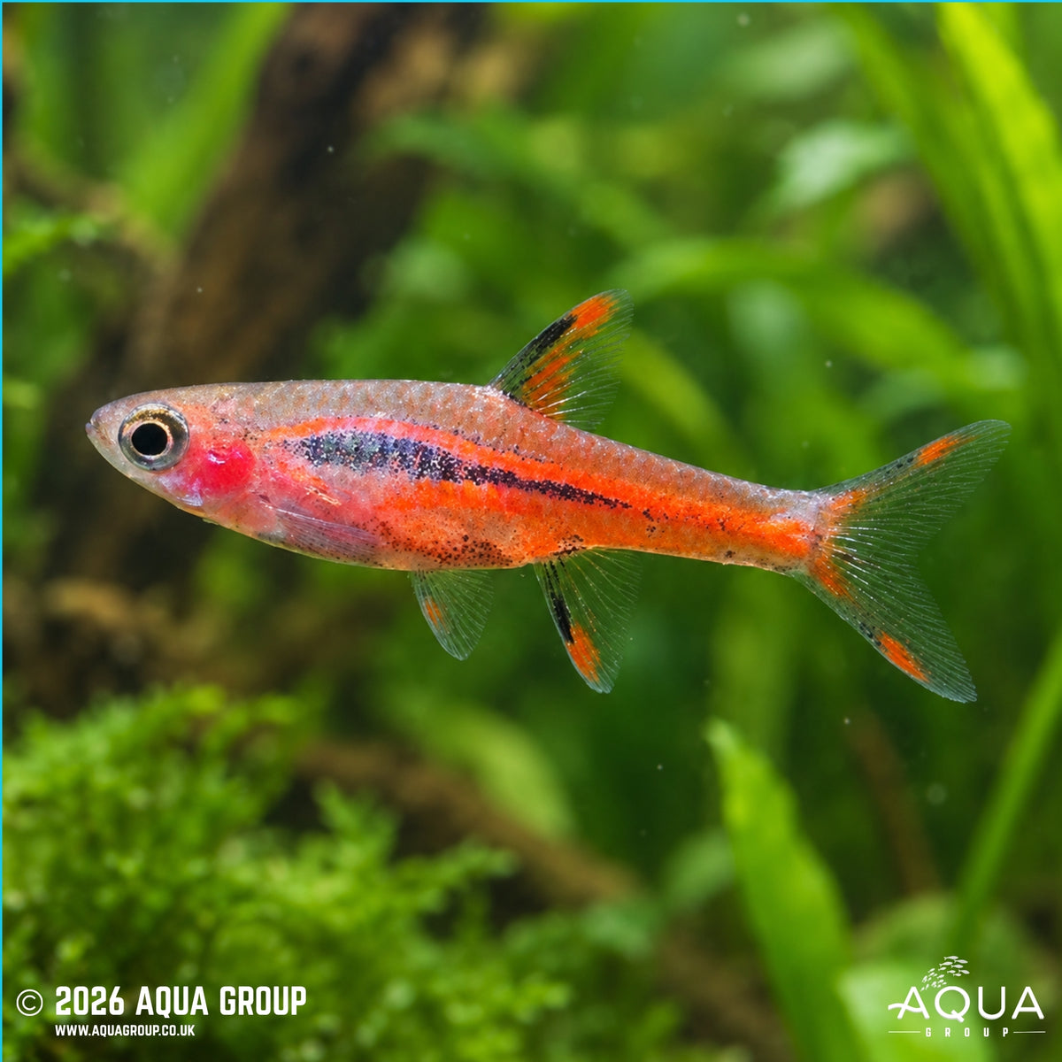 Chilli Rasbora - Boraras brigittae