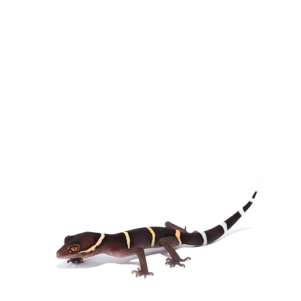 Chinese Cave Gecko