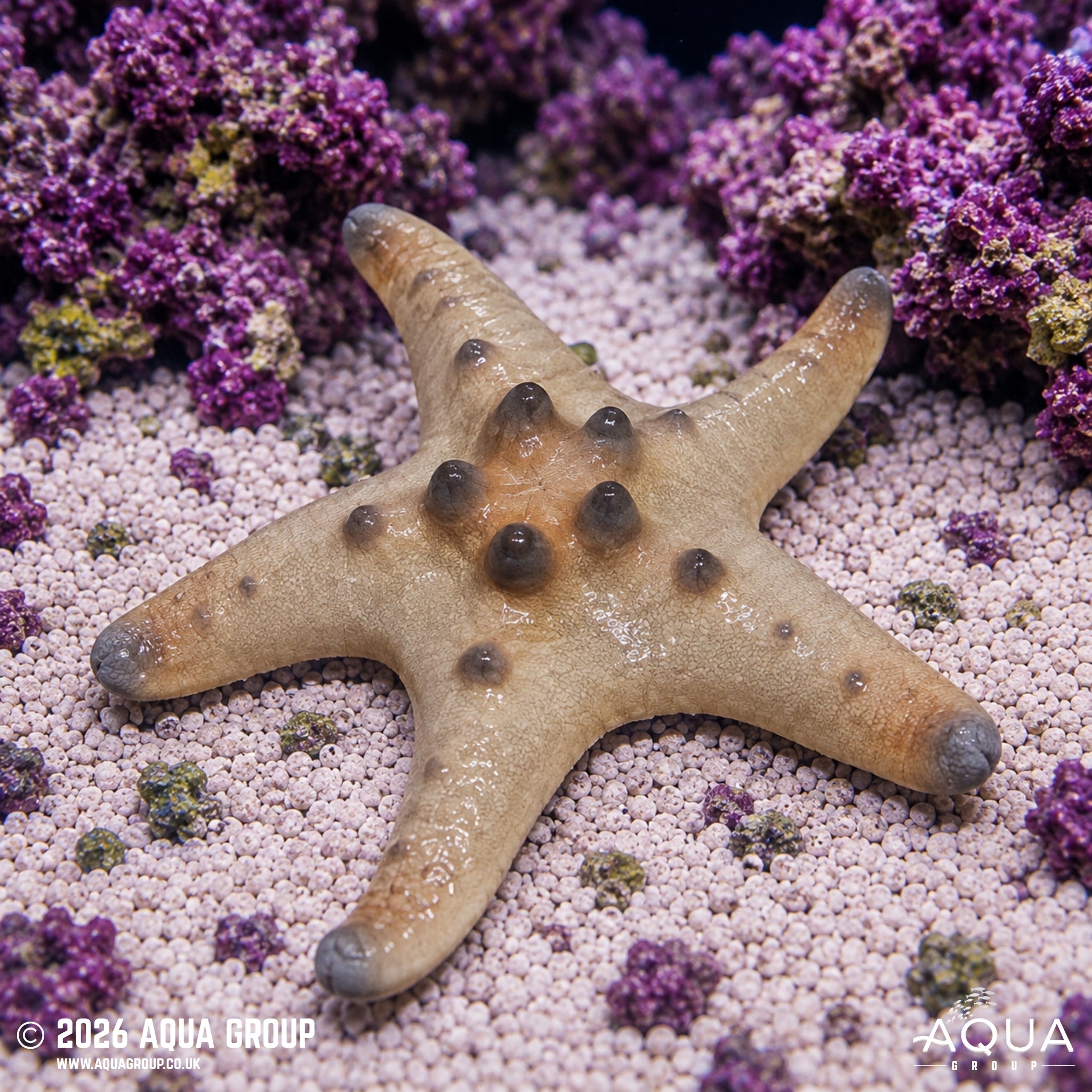 Chocolate Chip Starfish - Protoreaster nodosus