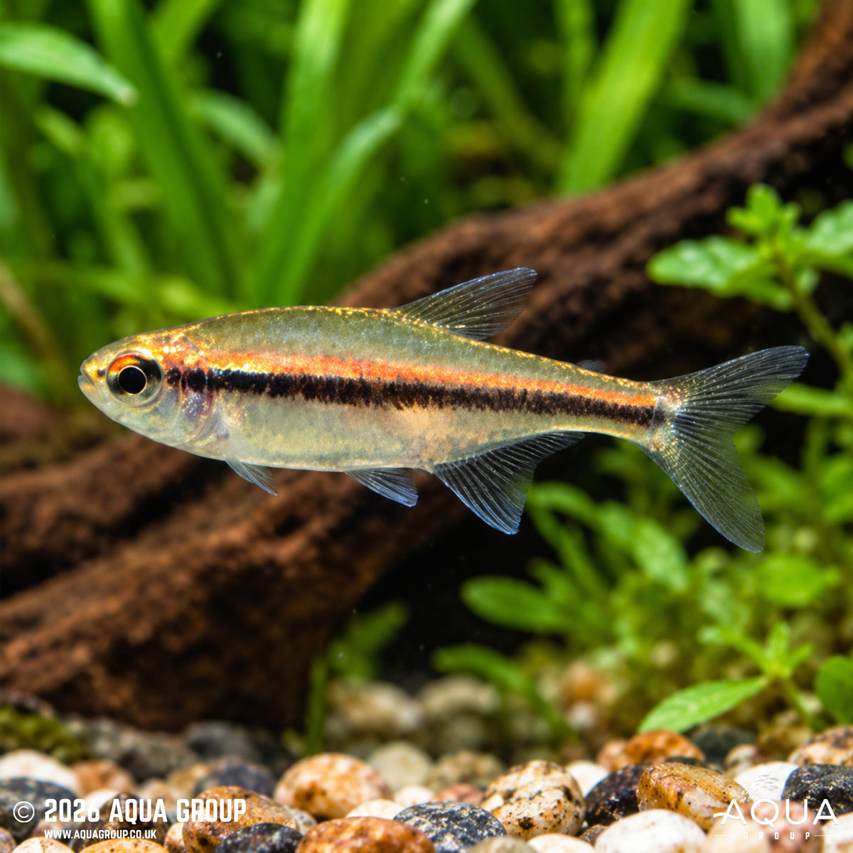 Chocolate Neon Tetra - Hyphessobrycon vilmae