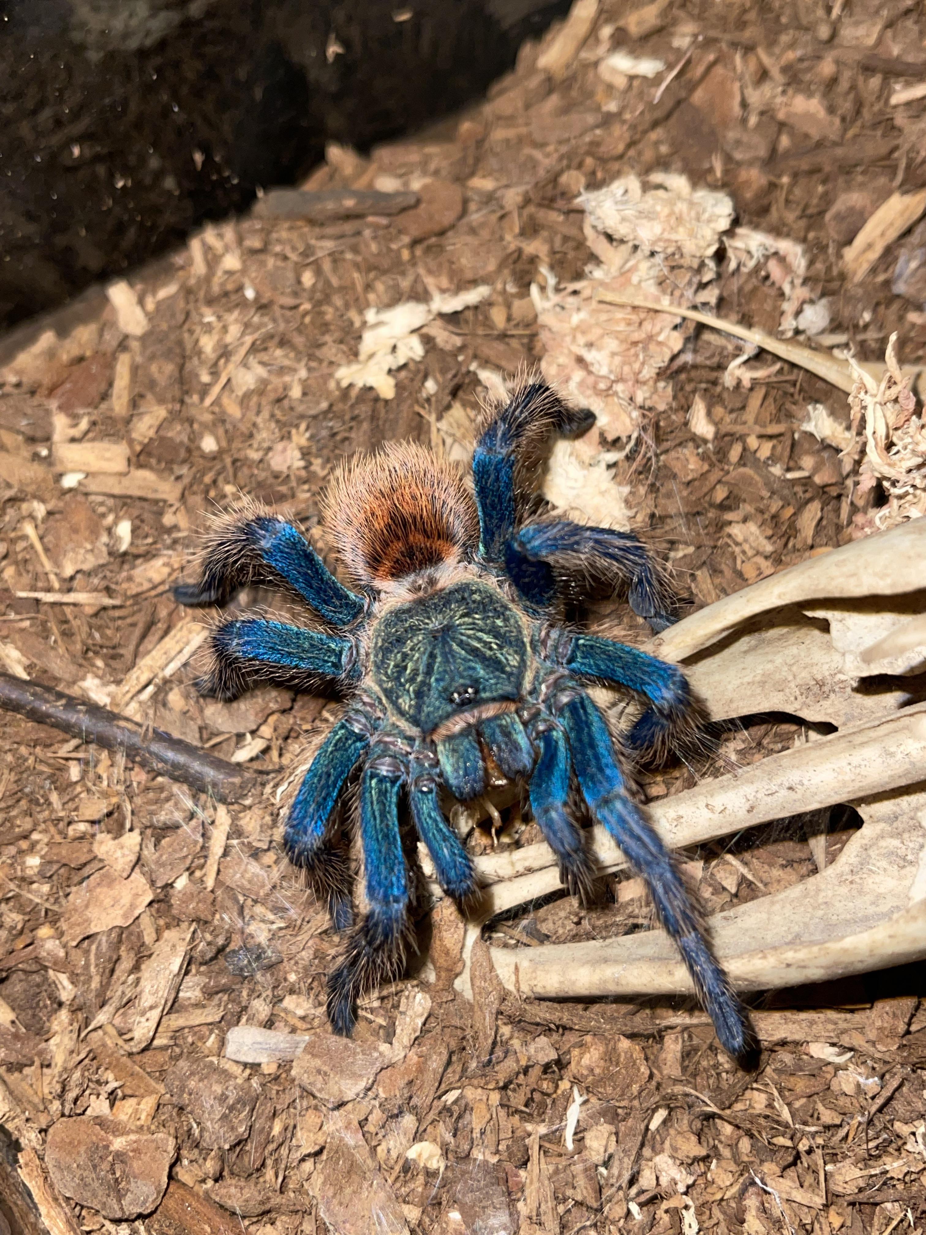 Chromatopelma Cyaneopubescens (Green Bottle Blue) 10cm Sub Adult