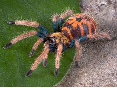 Chromatopelma Cyaneopubescens (Green Bottle Blue) 1-2cm Sling