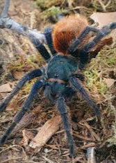 Chromatopelma Cyaneopubescens (Green Bottle Blue) 3.5-4cm Sling