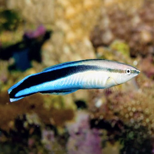 Cleaner Wrasse - West Ind Ocean