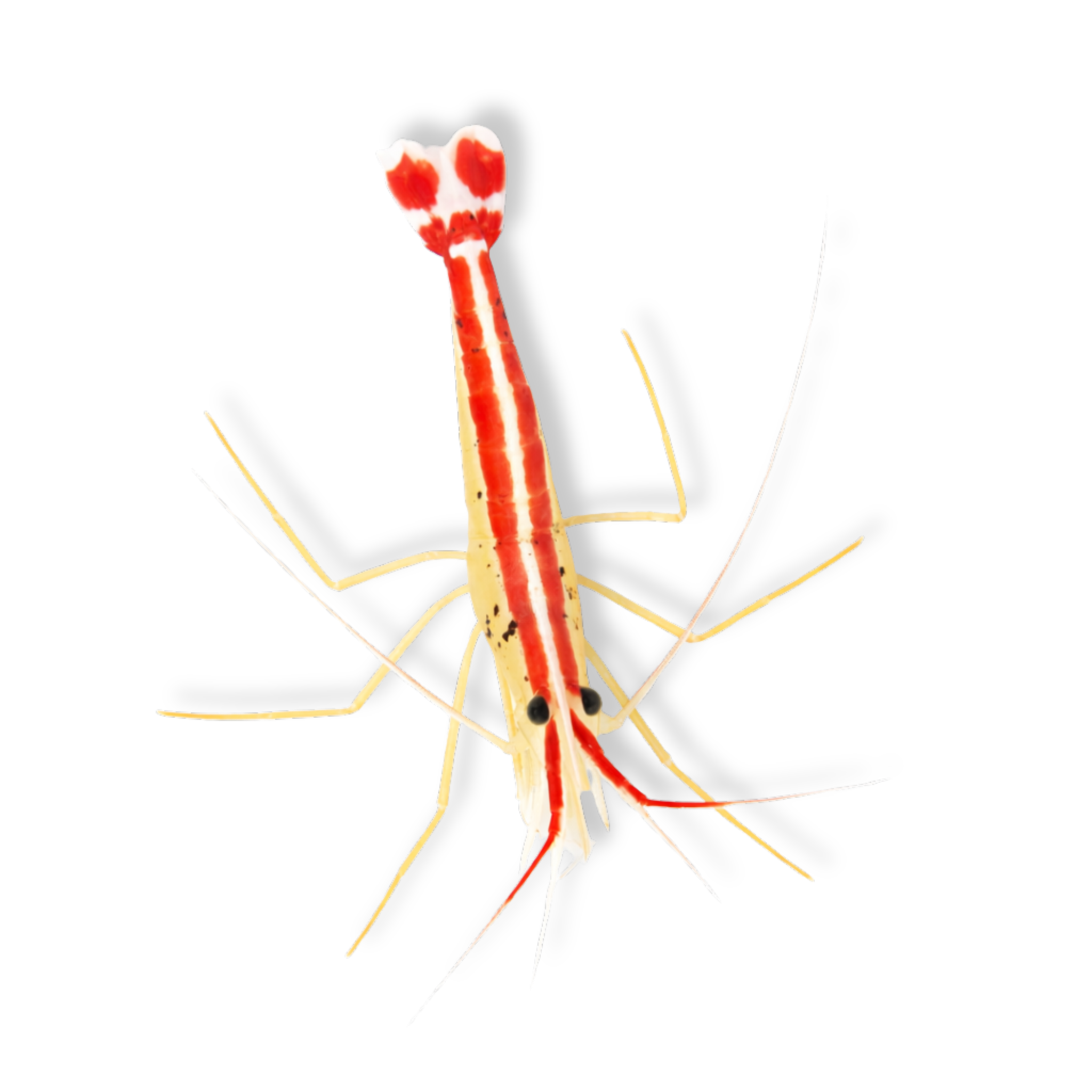 Cleaner Shrimp - Lysmata amboinensis - Aqua Group