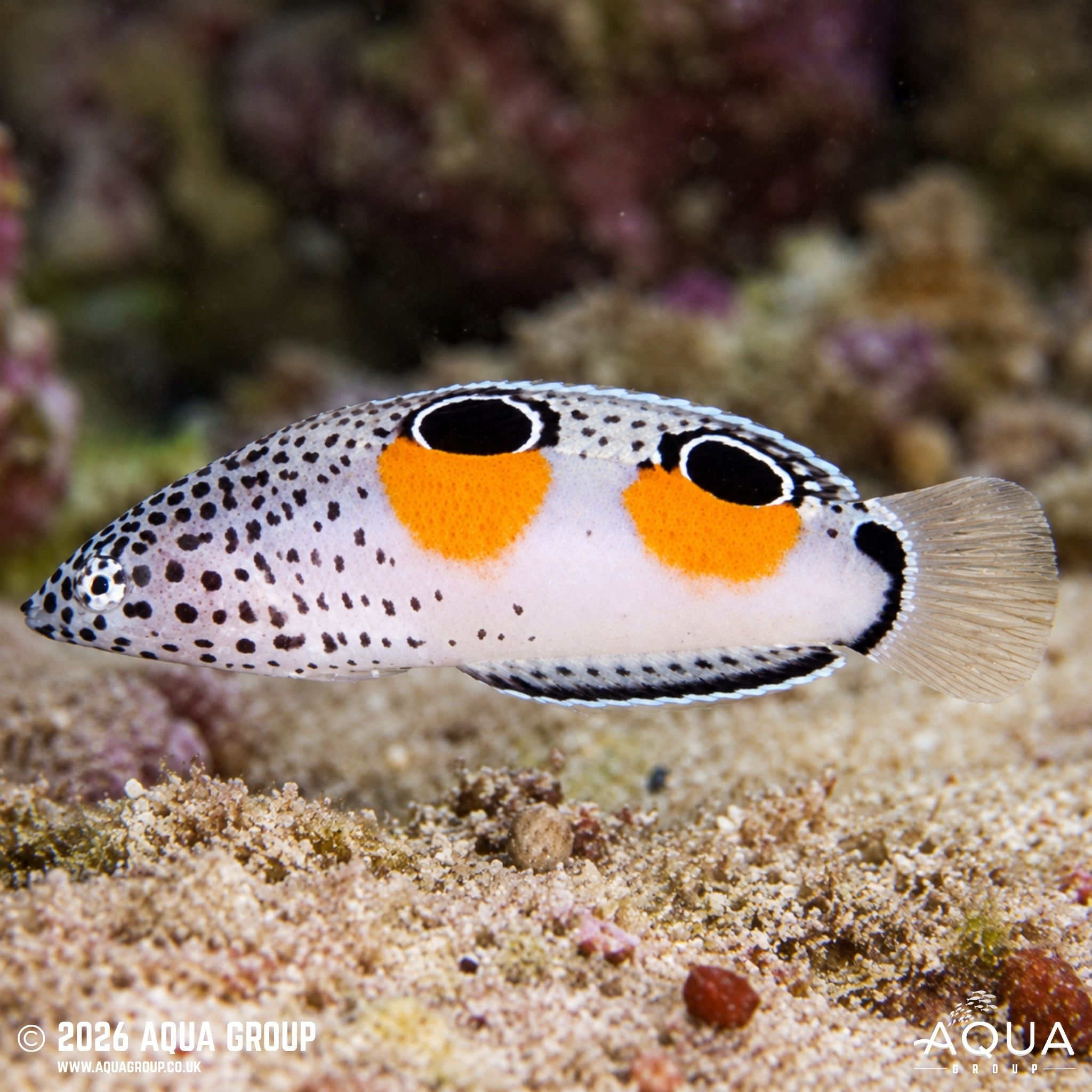 Clown Coris Wrasse - Coris aygula