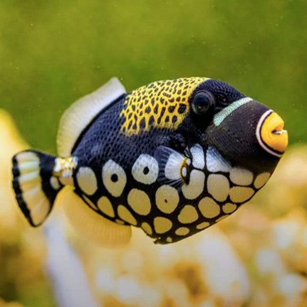 Baby Clown Trigger Balistoides Conspicillum WYSIWYG2 6 8 Cm