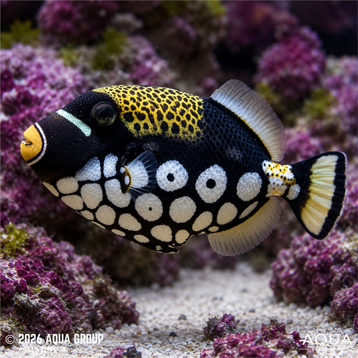 Clown Triggerfish - Balistoides conspicillium - Aqua Group