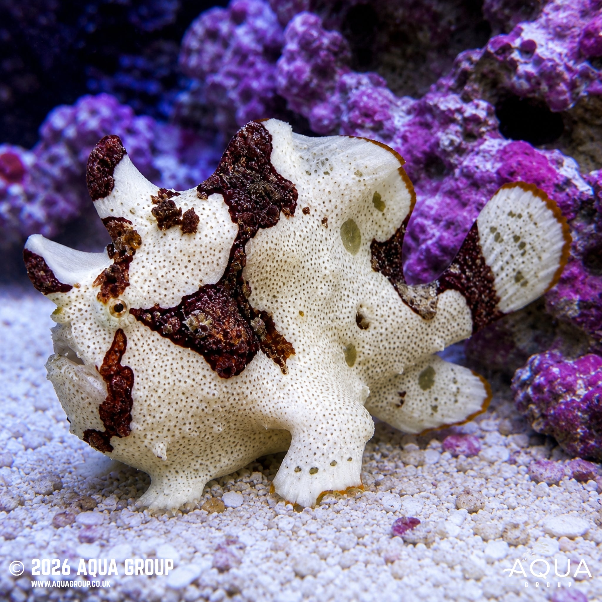 Clown Wartskin Anglerfish - Antennarius maculatus