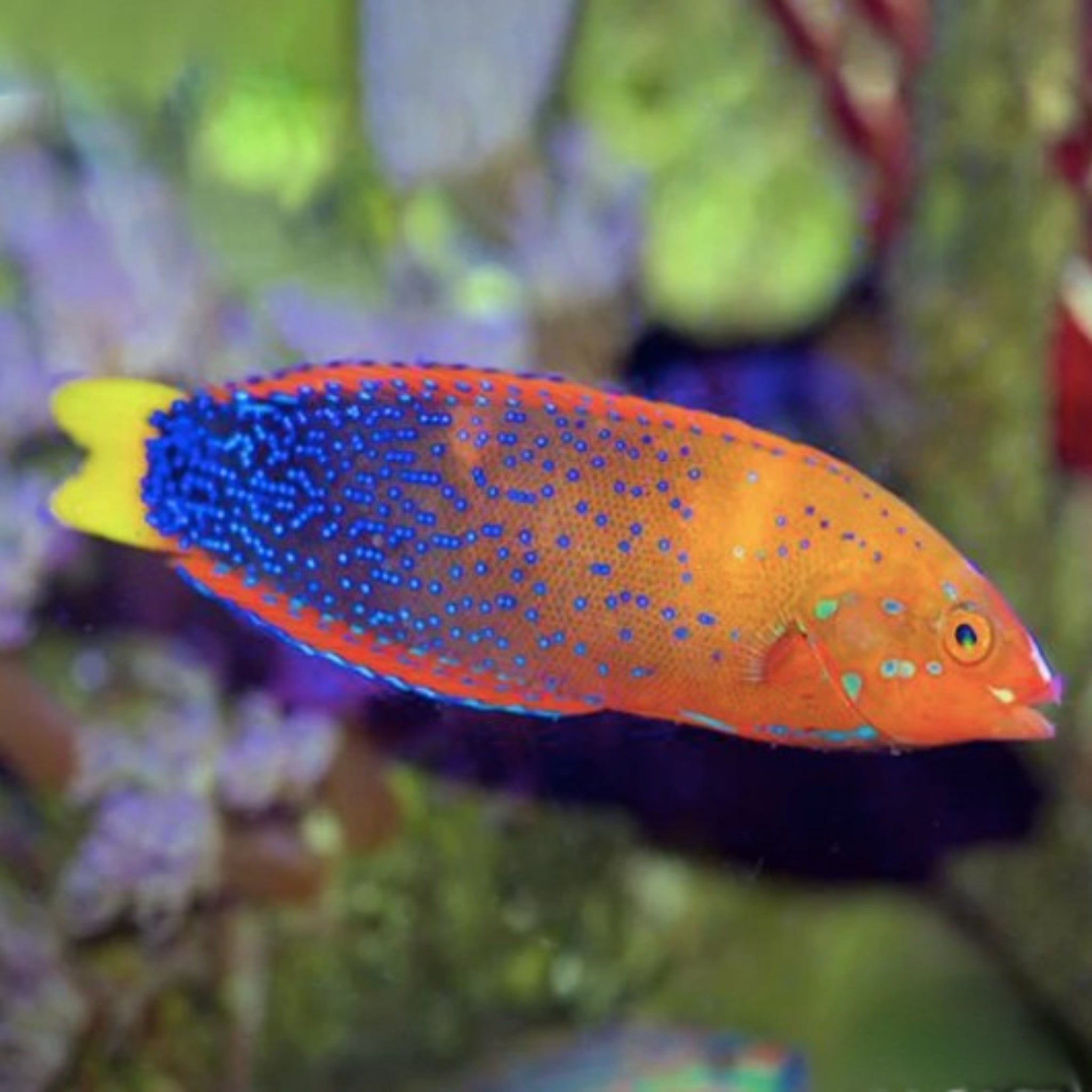 Clown Wrasse - Gaimard - Adult