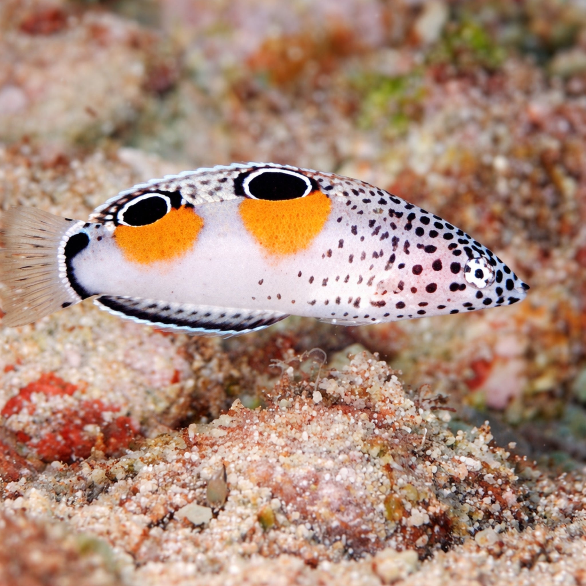Clown Coris Wrasse - Coris aygula - Aqua Group