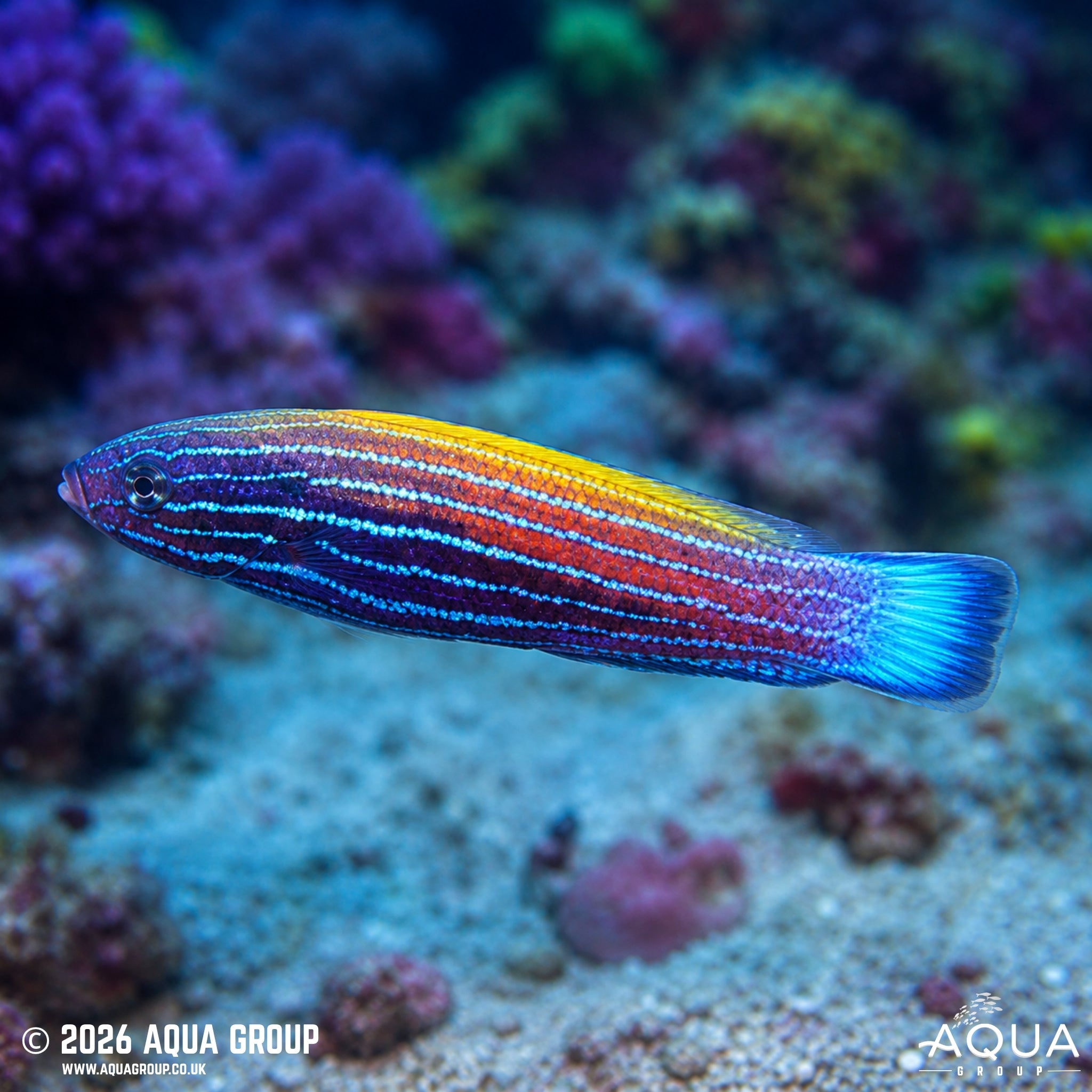 Comet Wrasse - Labropsis xanthonota