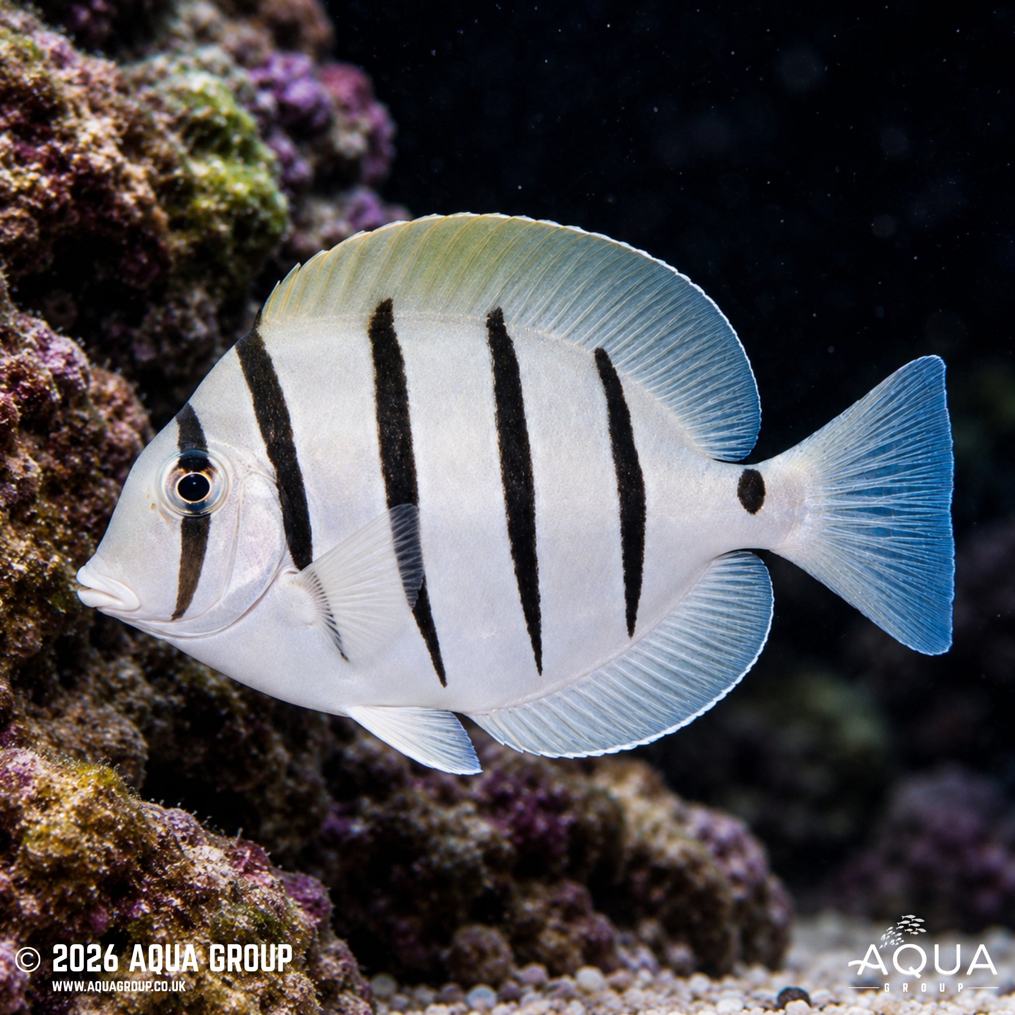 Convict Tang - Acanthurus triostegus - Aqua Group