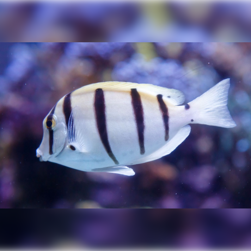 Convict Tang - Fiji