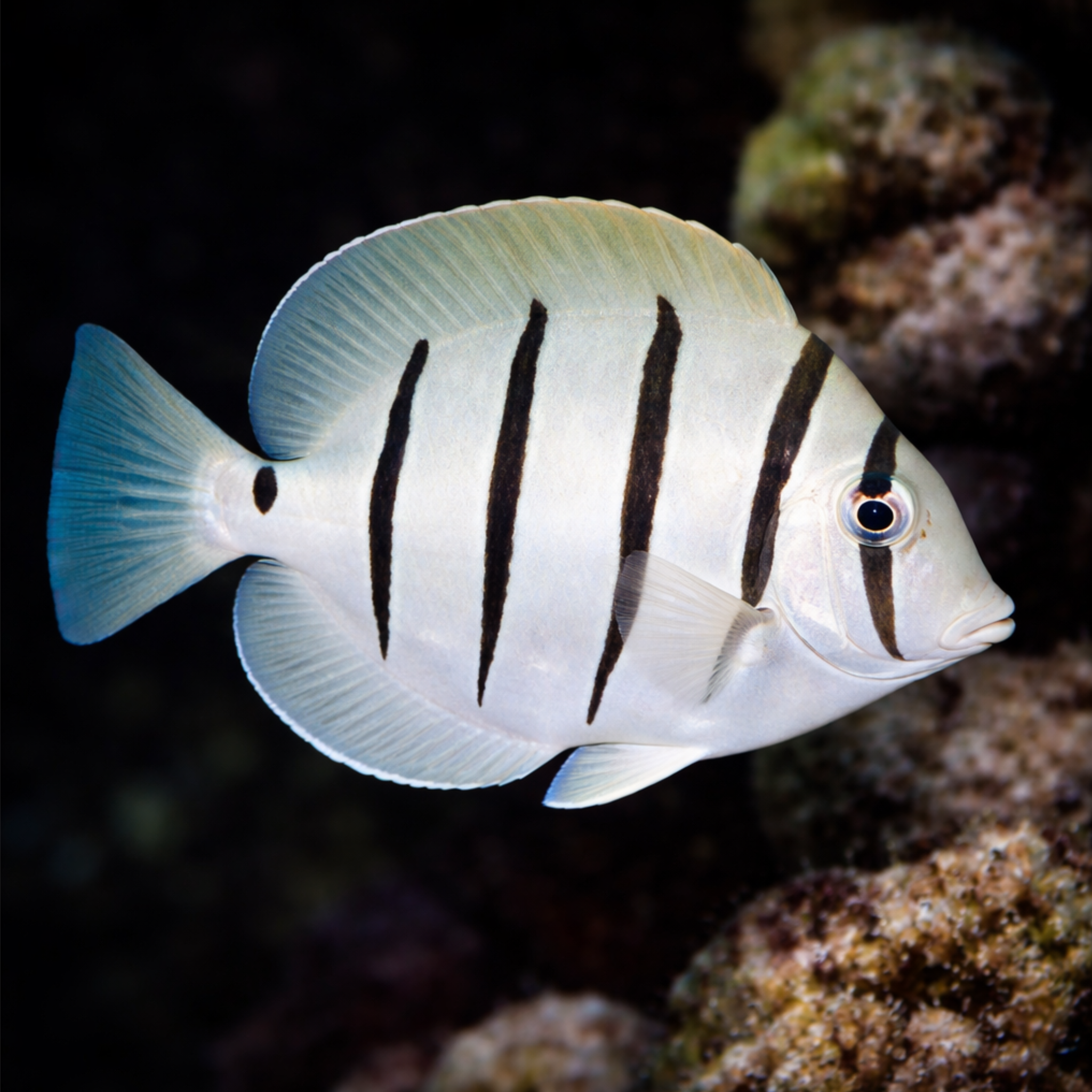 Convict Tang - Acanthurus triostegus - Aqua Group