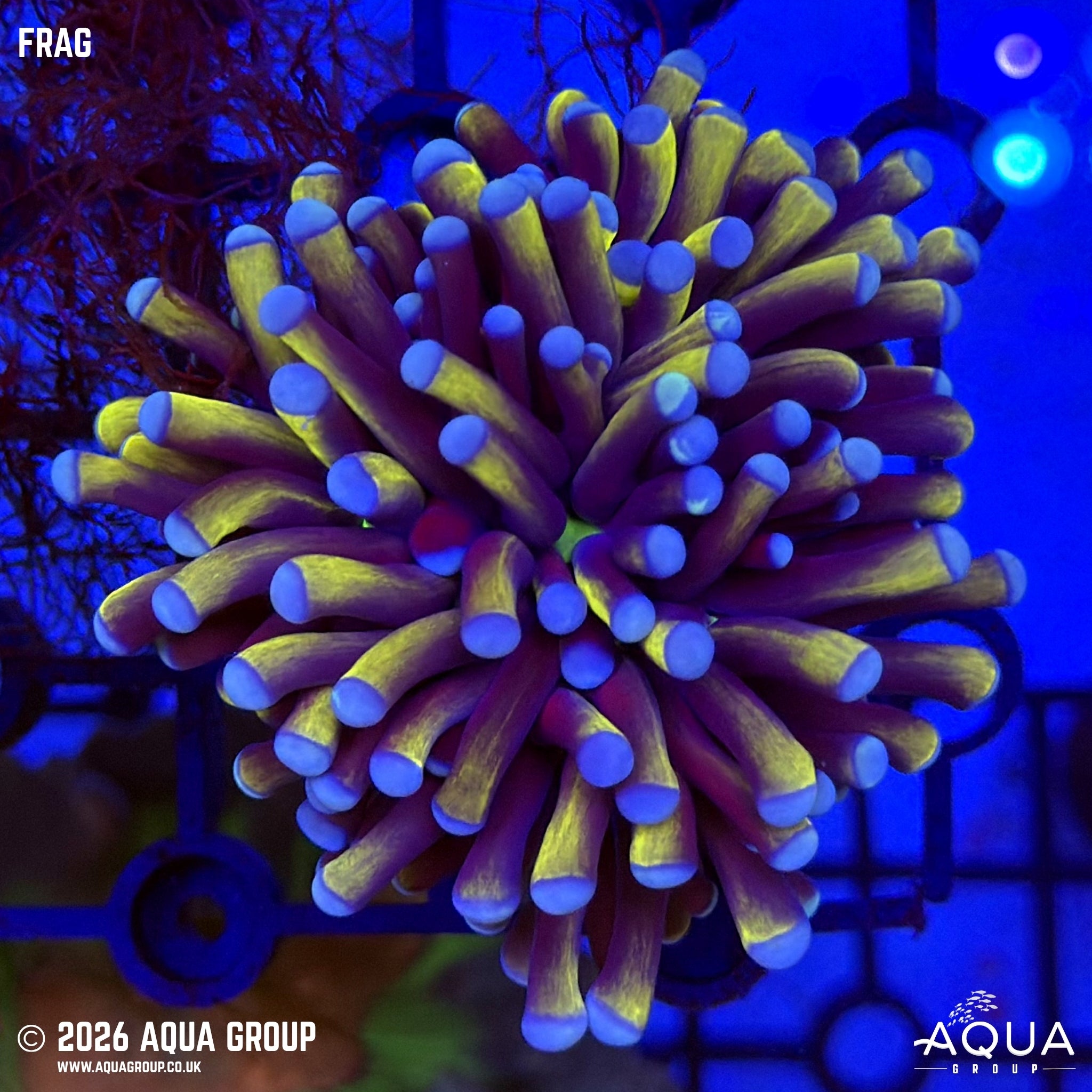 Copper Torch Coral - Euphyllia glabrescens