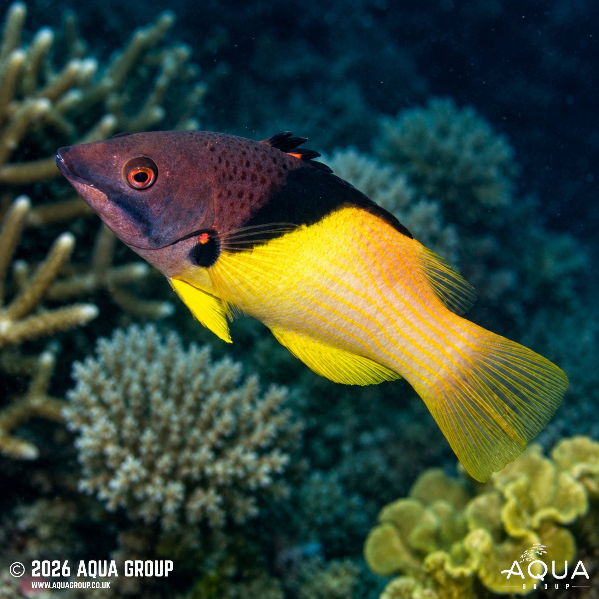 Coral Hogfish - Bodianus mesothorax