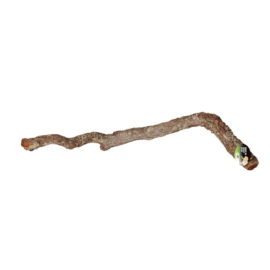 Cork Oak Branch 40-60cm